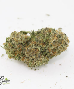 purple kush 07 22a
