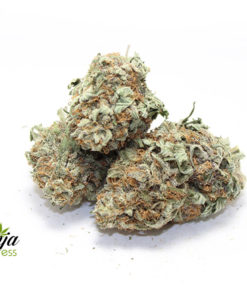 great-white-shark-1