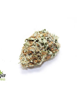 great-white-shark-2-1