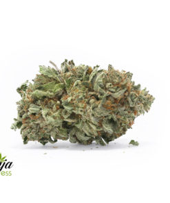 master-kush-1