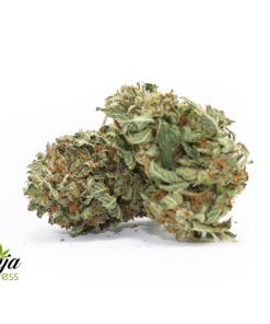 master-kush-2