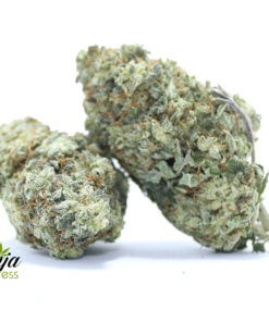 purple-buddha-1