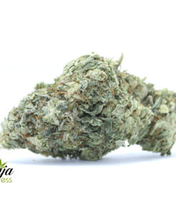 purple-buddha-2