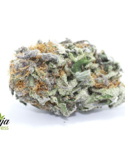 purple-urkle-1