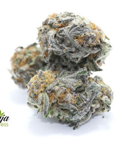 purple-urkle-2