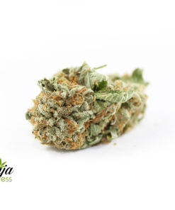 shishkaberry-1