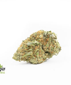 ANIMAL-COOKIES-2-1