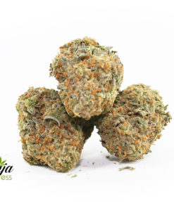 GS-ANIMAL-COOKIES-1