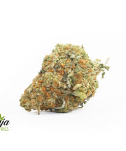 GS-ANIMAL-COOKIES-2
