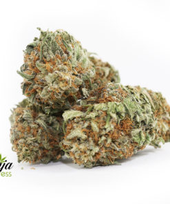 WHITE-KING-KUSH-1