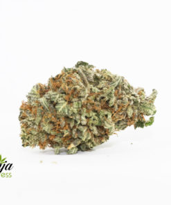 WHITE-KING-KUSH-2