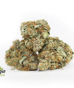 WILD-OG-2
