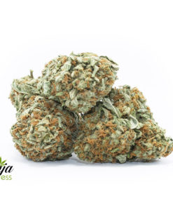 alpha-og-3