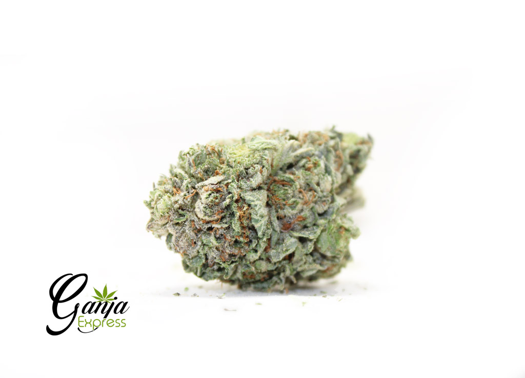 kings-kush-2