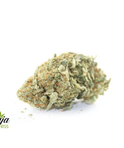 lemon-bubble-gum-1
