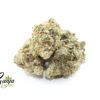 punky-rockstar-2