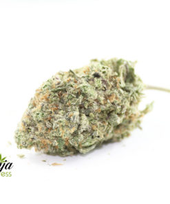 tropical-nuken-1