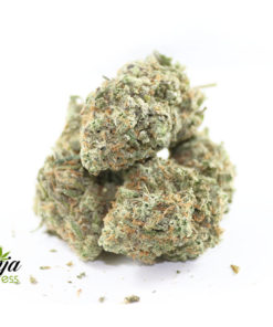 tropical-nuken-2