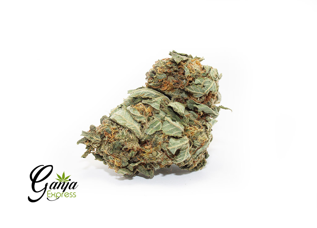 house-indica-3-1