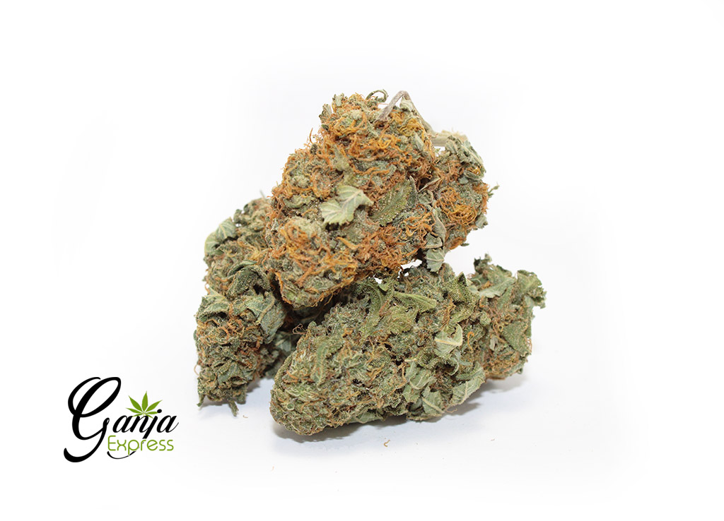 house-indica-3-2