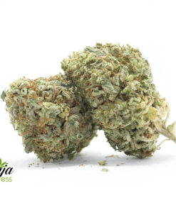 purple-hindu-kush-2