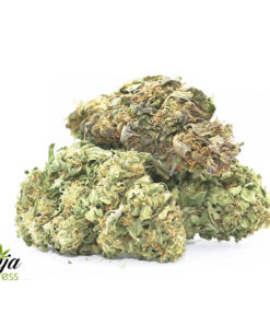 purple-thai-1