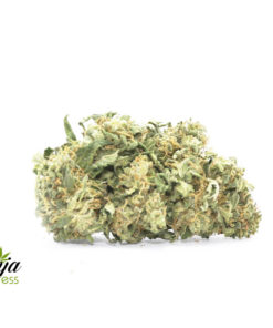 purple-thai-2