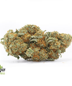 stella-blue-2