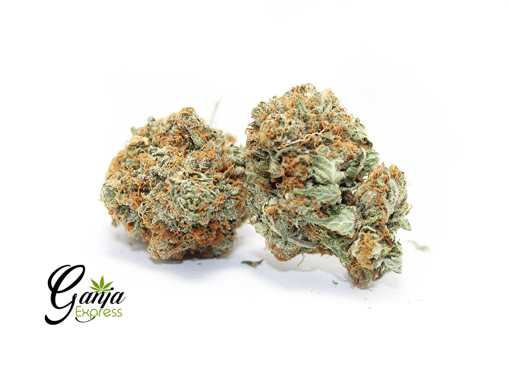 BC-BIG-BUD-1