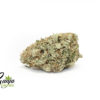 house-great-white-shark-2