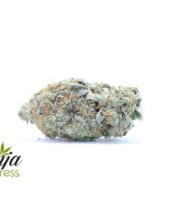 gorilla-glue-1-1