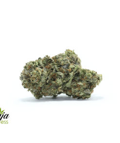 BLACK-TUNA-KUSH-1