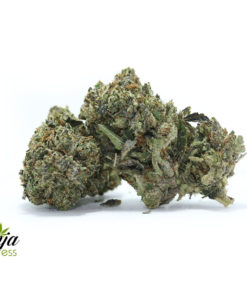 BLACK-TUNA-KUSH-2