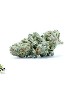 WHITE-FIRE-PUNCH-1