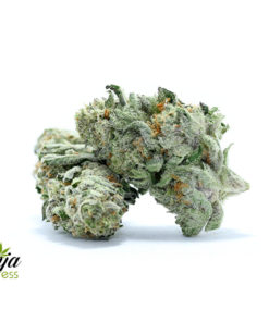 WHITE-FIRE-PUNCH-2