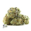 gexp1116