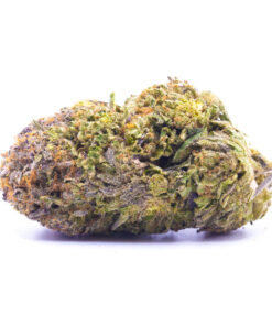 pinetar1