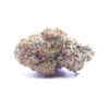 gorilla1