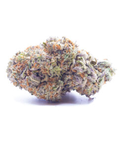 gorilla1