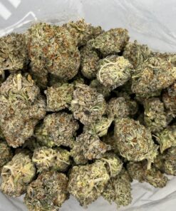 gorilla2