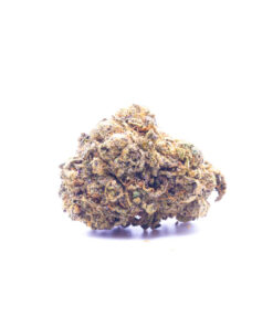 gorrillablue1