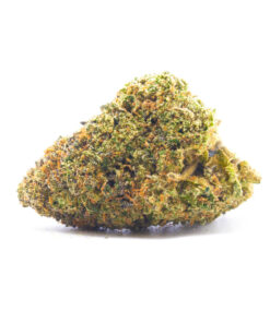 jellyb1