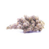 purplemoby