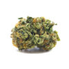 rockbud1