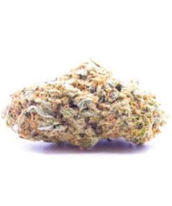 jamaicadream