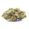 gorilla1